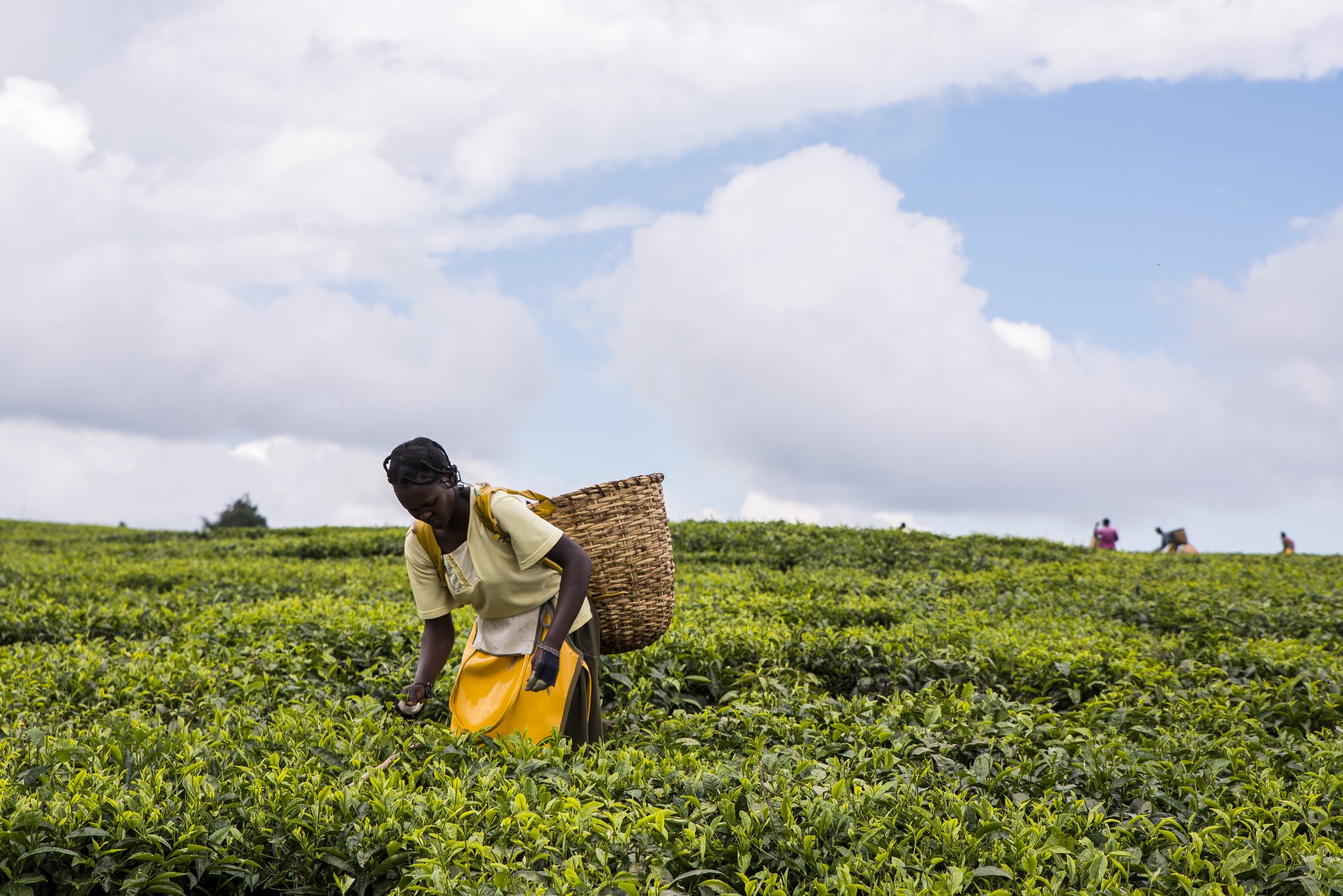 African woman harvesting high quality tender tea leaves and flushes by hand. Between Iten and Eldoret. Young African woman amongst tea bushes.Woven wicker basket on her back bending forward picking tea leaves in preparation for processing. Other pickers in distance. Labor intensive agriculture. Black tea.  Camellia sinensis